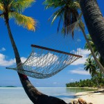 Beach-Hammock-Palms