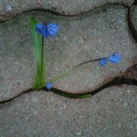 flowers and stones close