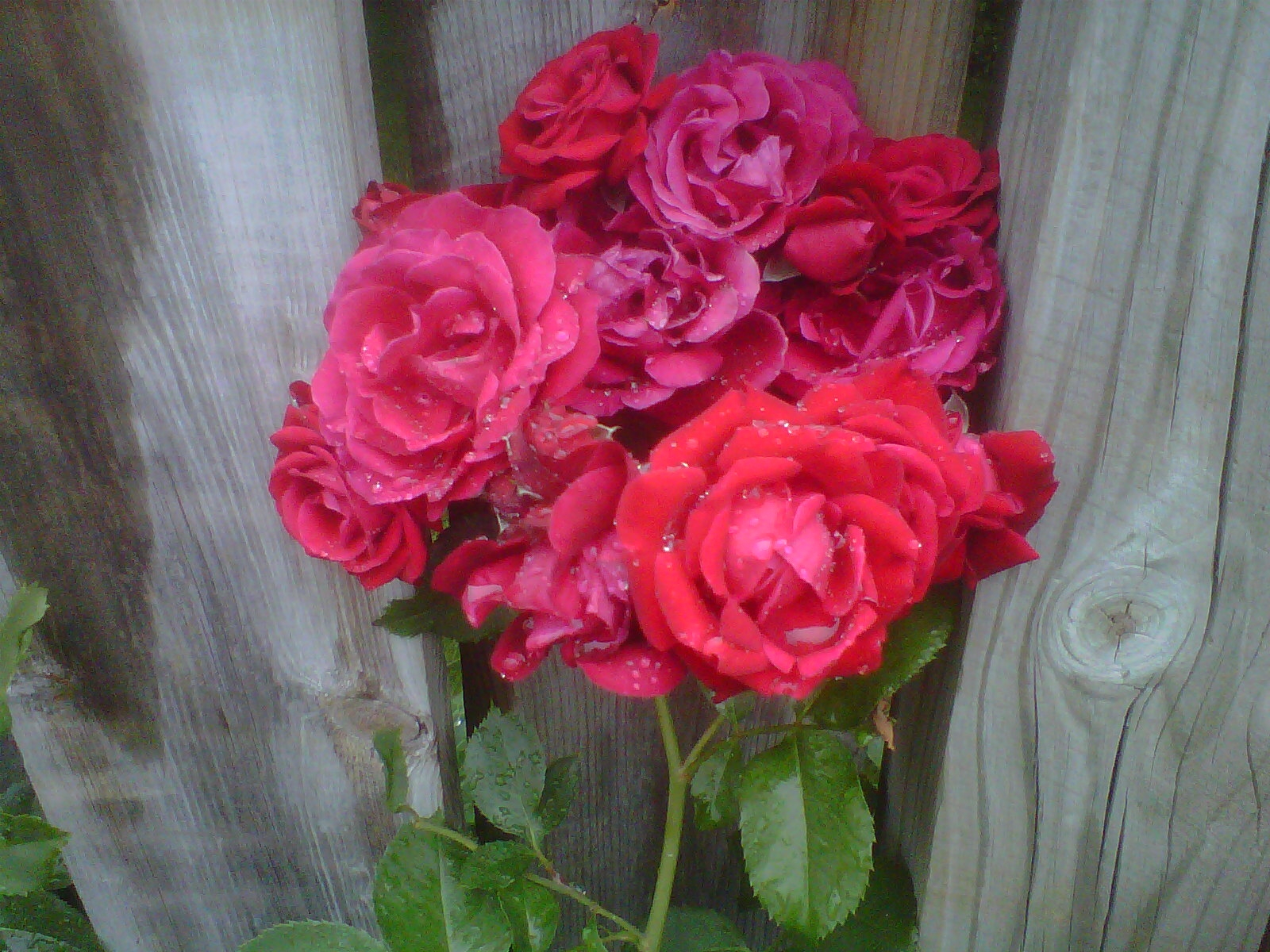 roses three