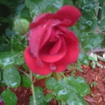 single rose