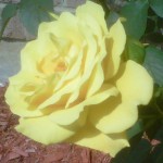 yellow rose edit
