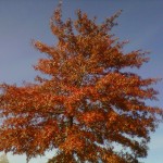 Red tree against sky