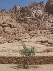 Sinai mountains