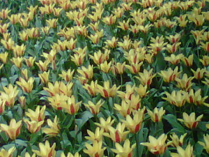 yellow tulip mass