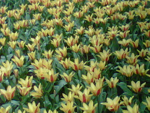 yellow tulip mass