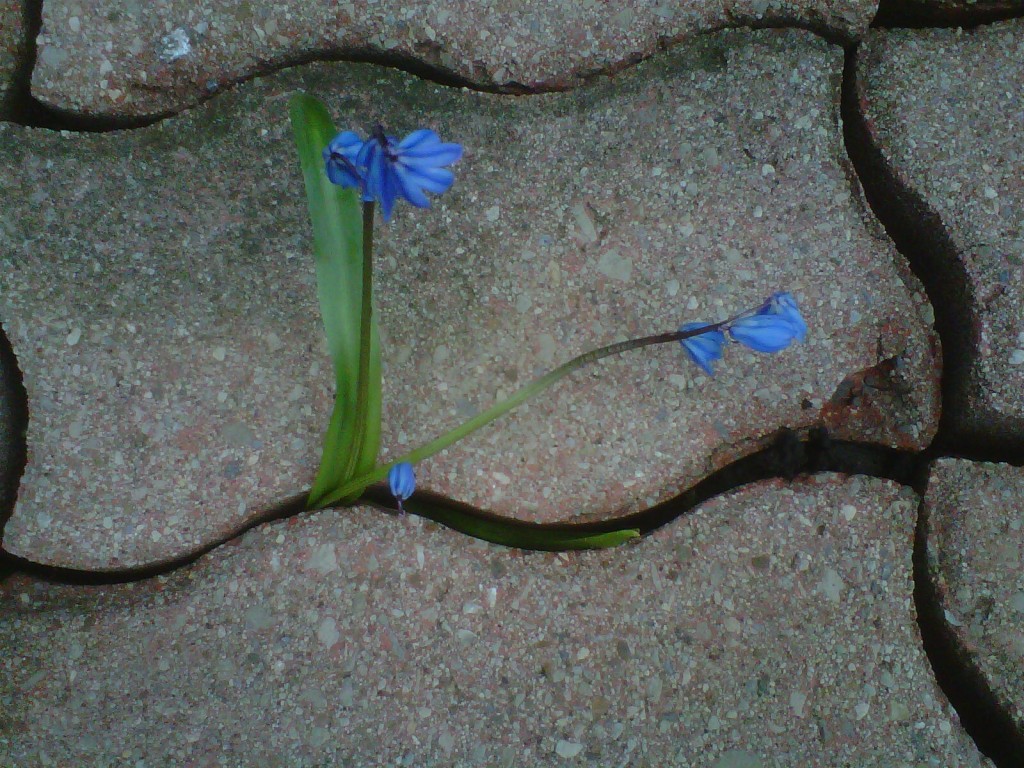 flowers and stones close