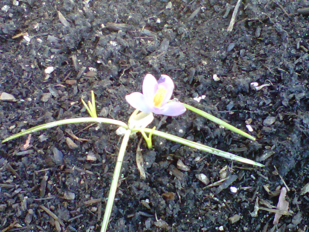 first spring flower