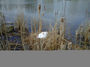 swan in nest
